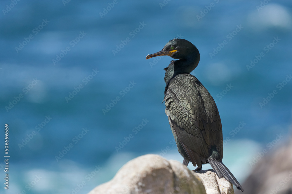 Fototapeta premium Shag (Gulosus aristotelis) standing on rocks on Great Saltee Island off the coast of Ireland.