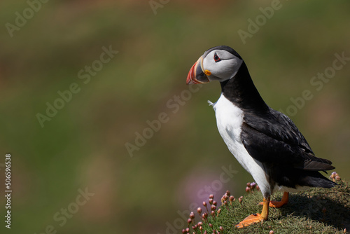Atlantic puffin  Fratercula arctica  amongst spring flowers on a cliff on Great Saltee Island off the coast of Ireland.