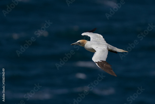 Gannet (Morus bassanus) in flight over the sea at a gannet colony on Great Saltee Island off the coast of Ireland.