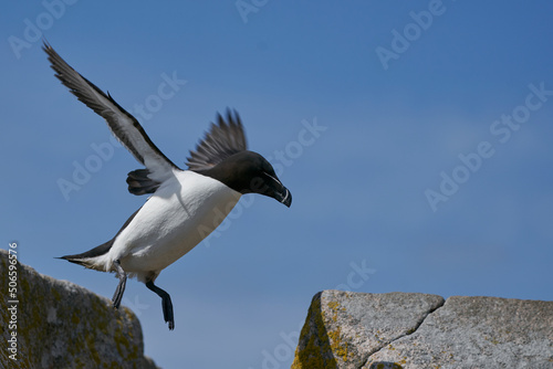 Razorbill (Alca torda) coming in to land on the coast of Great Saltee Island off the coast of Ireland.