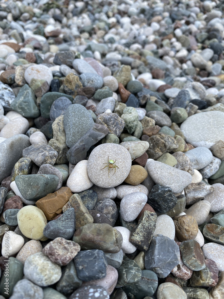Closeup spider on a pebble beach stones