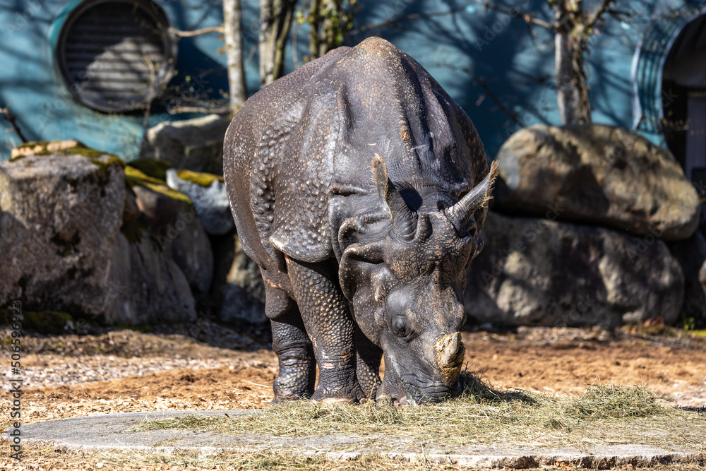 Fototapeta premium The Indian Rhinoceros, Rhinoceros unicornis aka Greater One-horned Rhinoceros