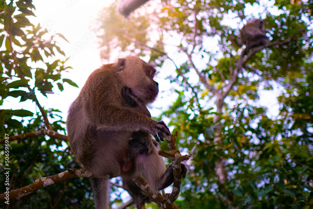 Obraz premium Monkey is sitting on a tree in jungles