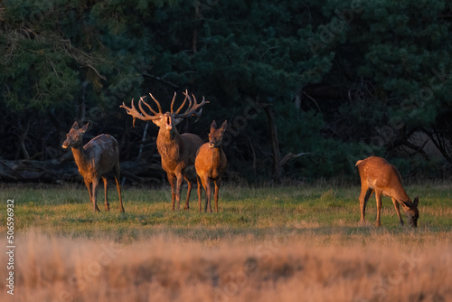 Red deer  cervus elaphus  stag with big antlers roaring on a meadow at sunset in autumn. Herd of mammal in rutting season illuminated by evening sun rays. Animal wildlife in nature.