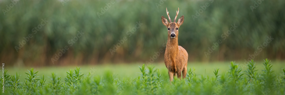 Roe deer, capreolus capreolus, buck looking into the camera on a green meadow in summer with copy space. Wild mammal with antlers observing in green vivid vegetation. Animal with orange fur. Roe deer, capreolus capreolus, buck looking into the camera on a green meadow in summer with copy space. Wild mammal with antlers observing in green vivid vegetation. Animal with orange fur.