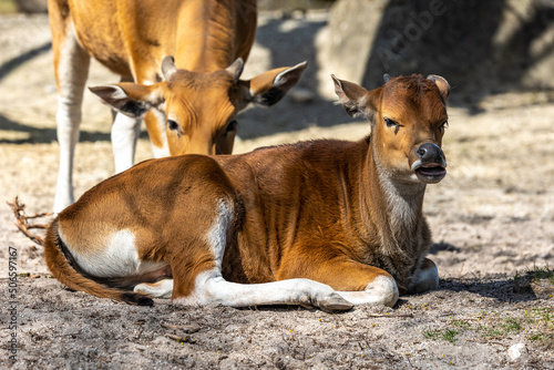 Fototapeta Naklejka Na Ścianę i Meble -  Banteng, Bos javanicus or Red Bull is a type of wild cattle.