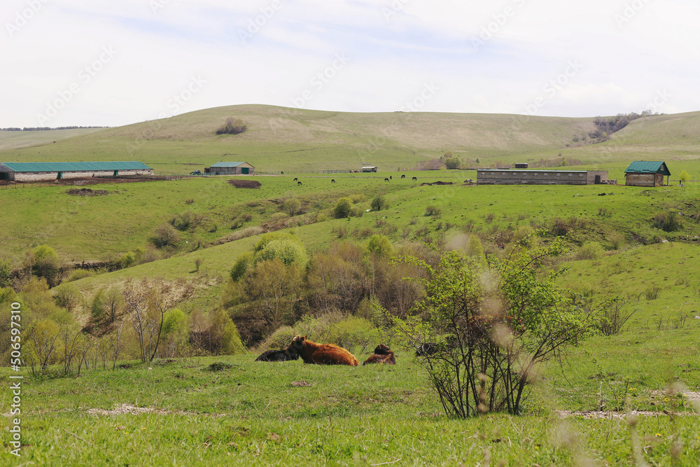 Rural landscape, cows are lying on the grass. horses are grazing.