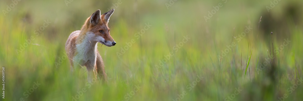 Calm red fox, vulpes vulpes, standing on a green meadow and looking aside in summer. Orange mammal hunting in nature. Animal wildlife in horizontal composition with copy space.