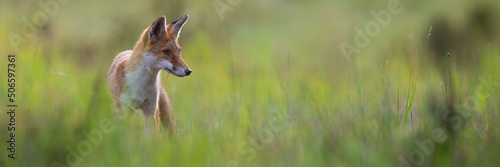 Calm red fox, vulpes vulpes, standing on a green meadow and looking aside in summer. Orange mammal hunting in nature. Animal wildlife in horizontal composition with copy space. © WildMedia