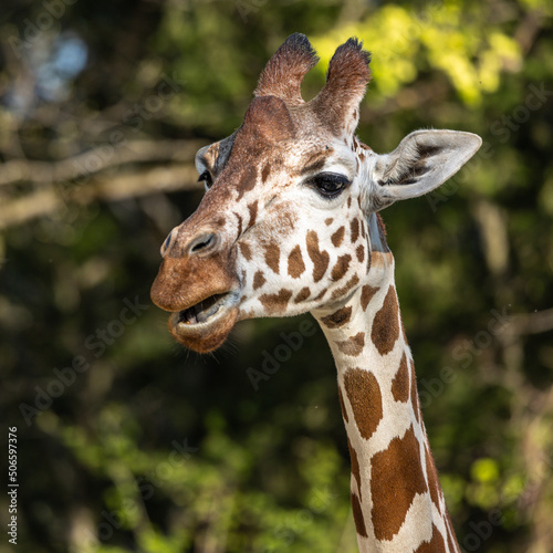The giraffe, Giraffa camelopardalis is an African mammal © rudiernst