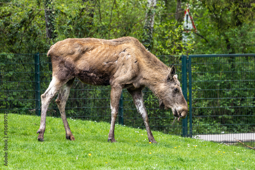 European Moose, Alces alces, also known as the elk European Moose, Alces alces, also known as the elk