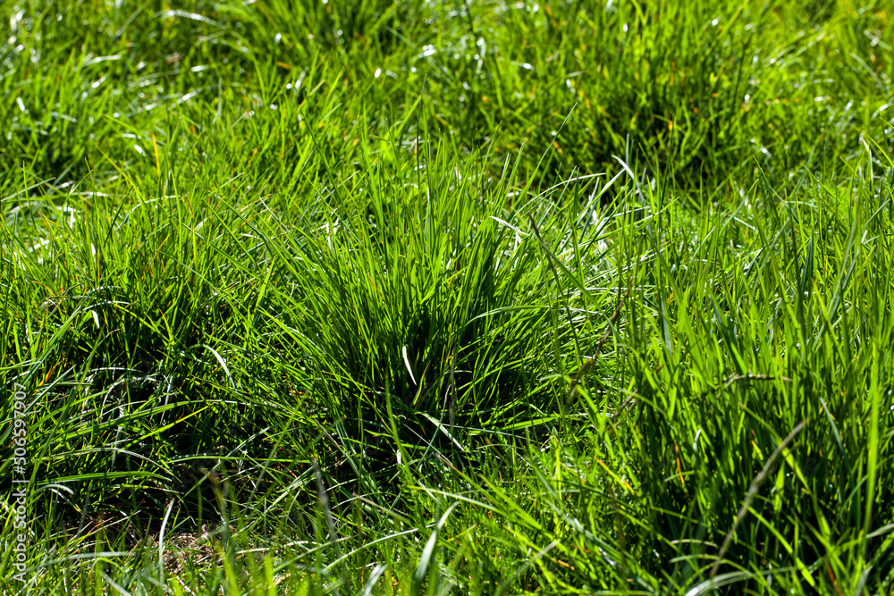 simple plain grass weeds on the field in the summer season simple plain grass weeds on the field in the summer season
