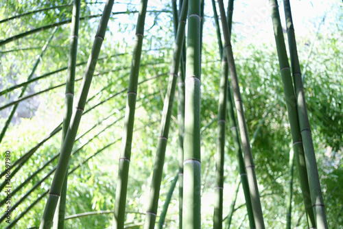 Unique green tropical environment with bamboo trees closeup