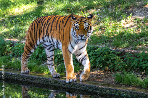 The Siberian tiger Panthera tigris altaica in a park