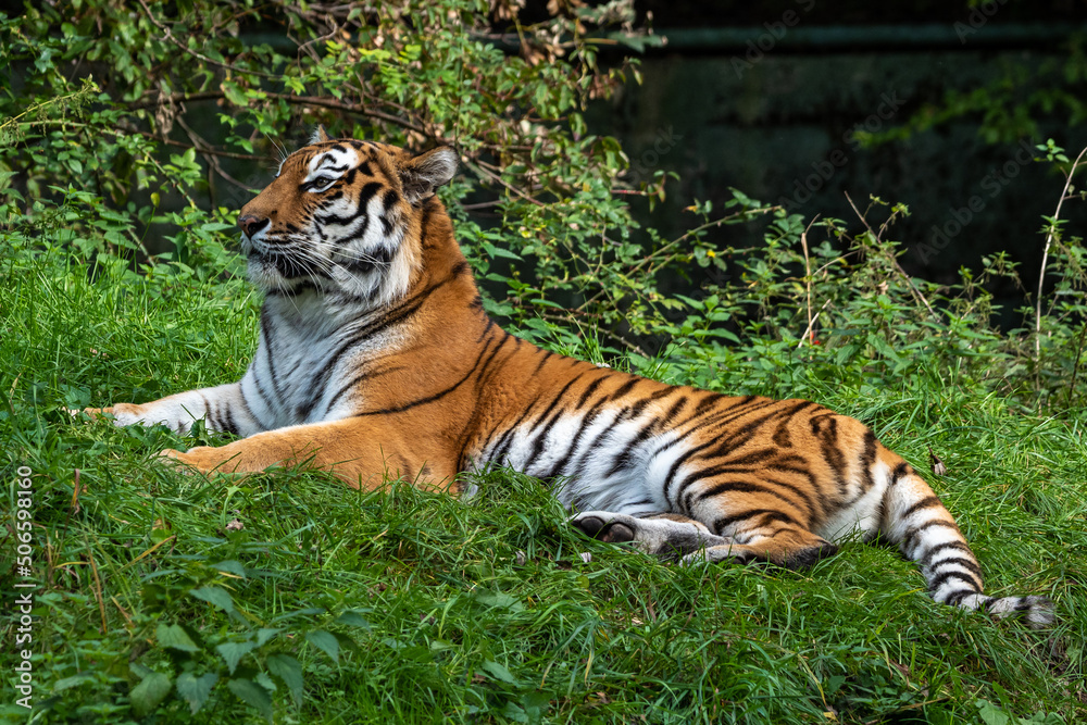 The Siberian tiger,Panthera tigris altaica in a park The Siberian tiger,Panthera tigris altaica in a park