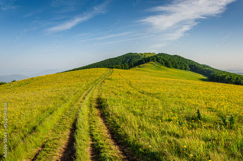 A beautiful mountain range in the Carpathians covered with yellow flowers. Ukraine A beautiful mountain range in the Carpathians covered with yellow flowers. Ukraine