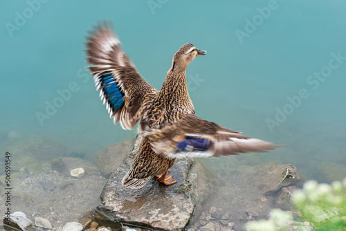 mallard duck, standing on the shore, flapping its wings, blurred in motion