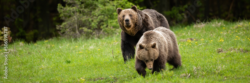 Fotobehang Couple of brown bear, ursus arctos, courting during summer mating season