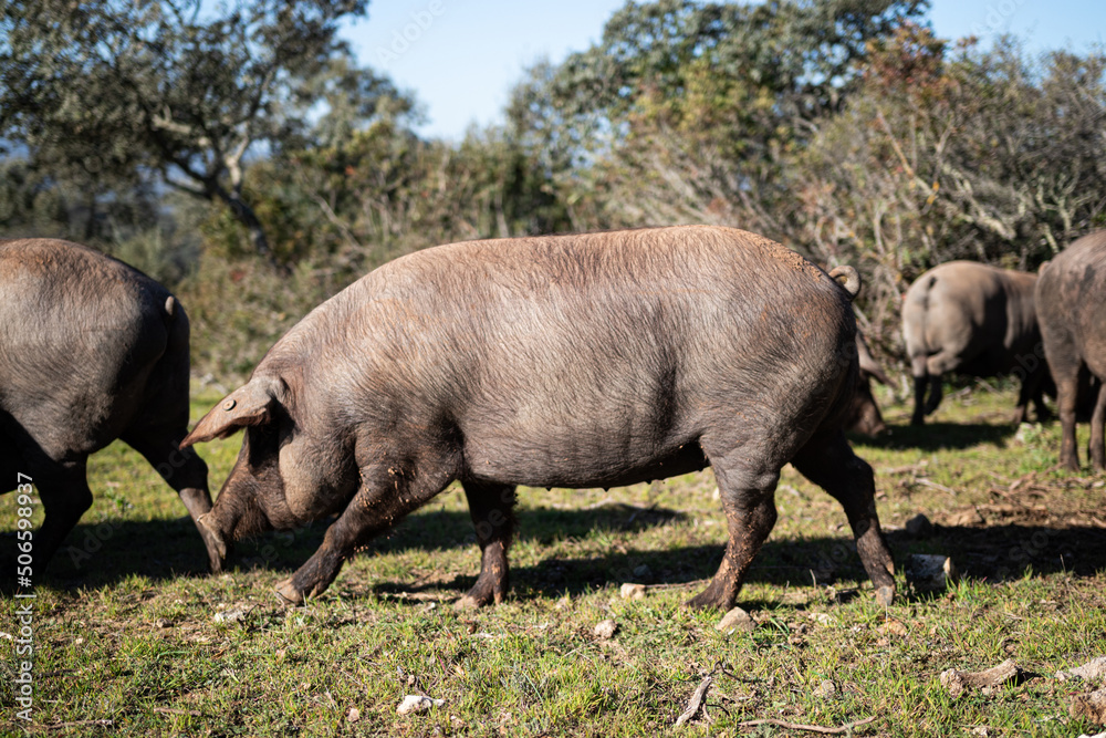 Cerdo ibérico Cerdo ibérico