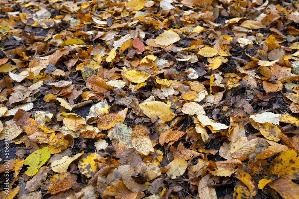 fallen foliage in autumn during leaf fall in cloudy weather fallen foliage in autumn during leaf fall in cloudy weather