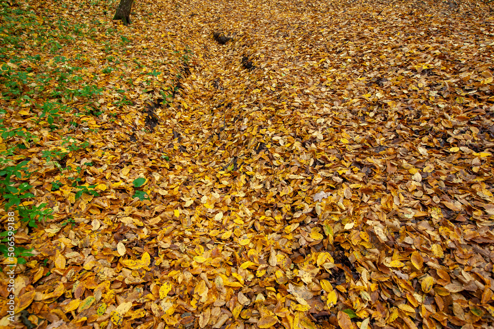 fallen foliage in autumn during leaf fall in cloudy weather fallen foliage in autumn during leaf fall in cloudy weather