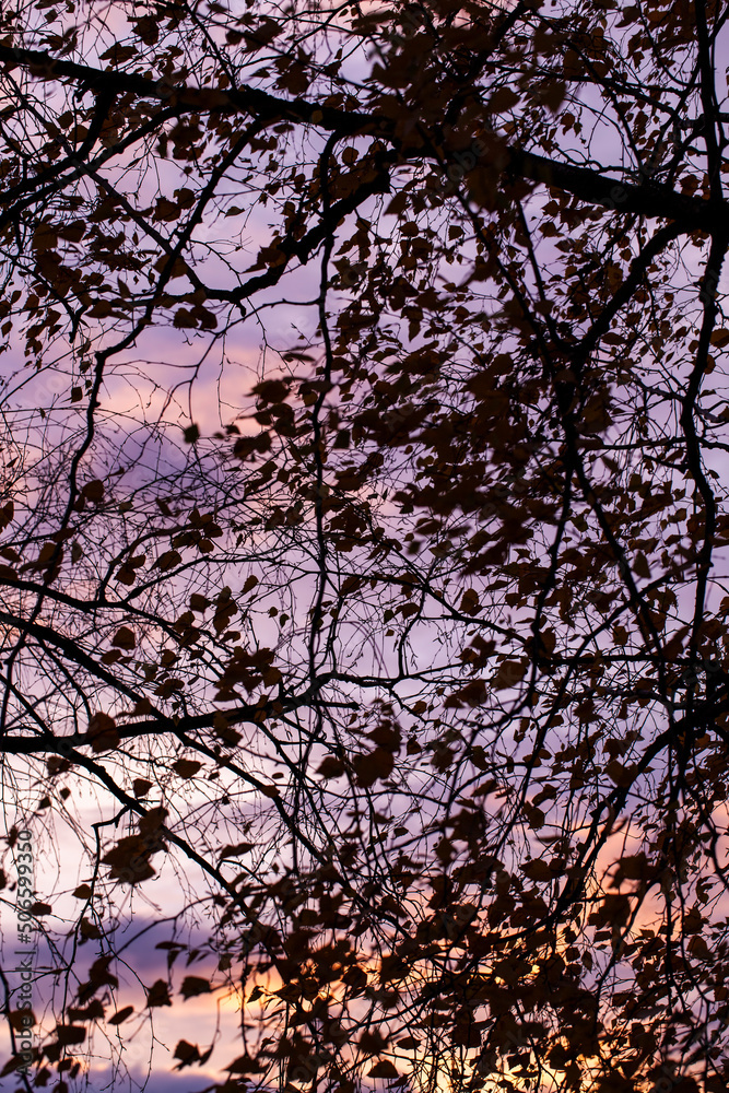 bare trees during sunset after leaf fall bare trees during sunset after leaf fall