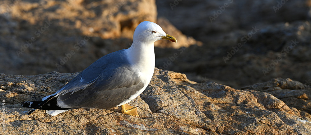 Fototapeta premium Mouette 