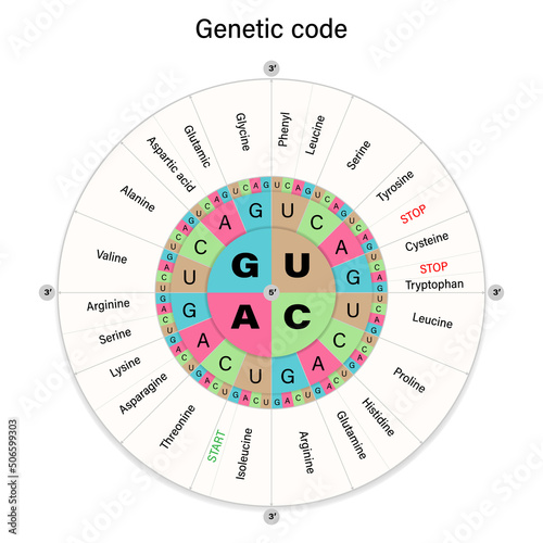 Genetic code. The three bases of an mRNA codon. Amino Acid Sequence.