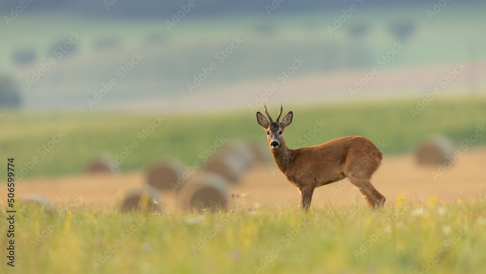 Roe deer, capreolus capreolus, back standing on a green meadow with blooming flowers. Mammal with orange fur and antlers looking from side view with hay bales in the background.
