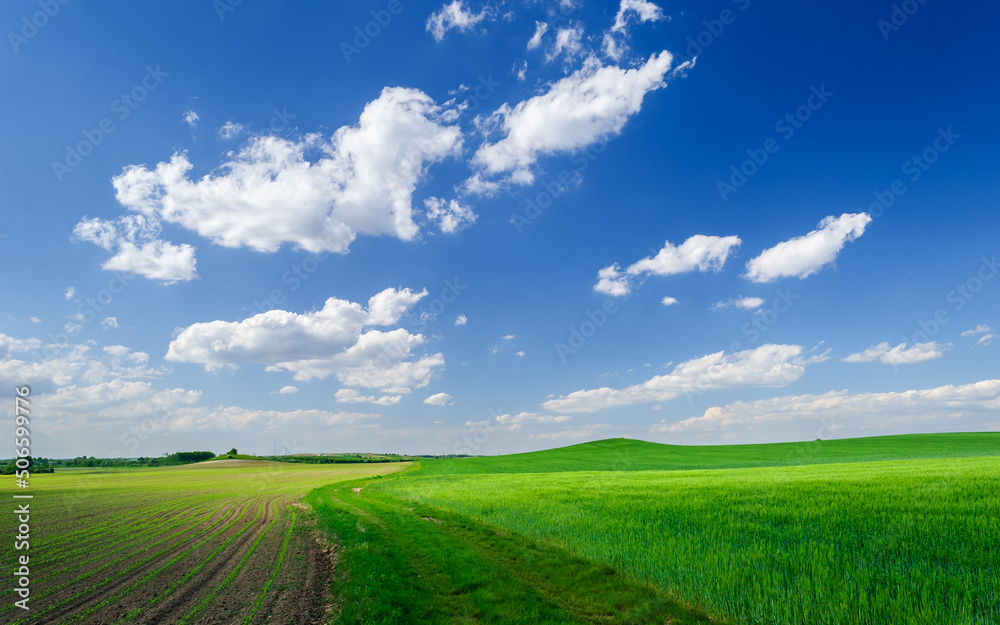 Young corn and wheat plants grow in the field. Vegetable rows, agriculture, farmlands. Landscape with agricultural land
