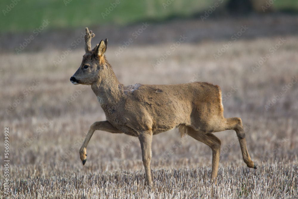 Fototapeta premium Chevreuil