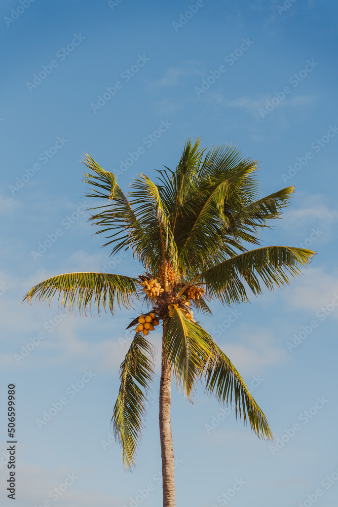 Coconut palm tree on the blue sky Coconut palm tree on the blue sky