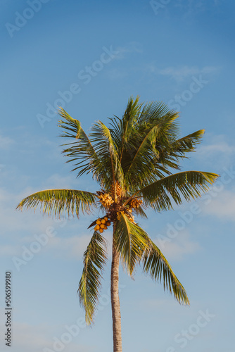 Coconut palm tree on the blue sky