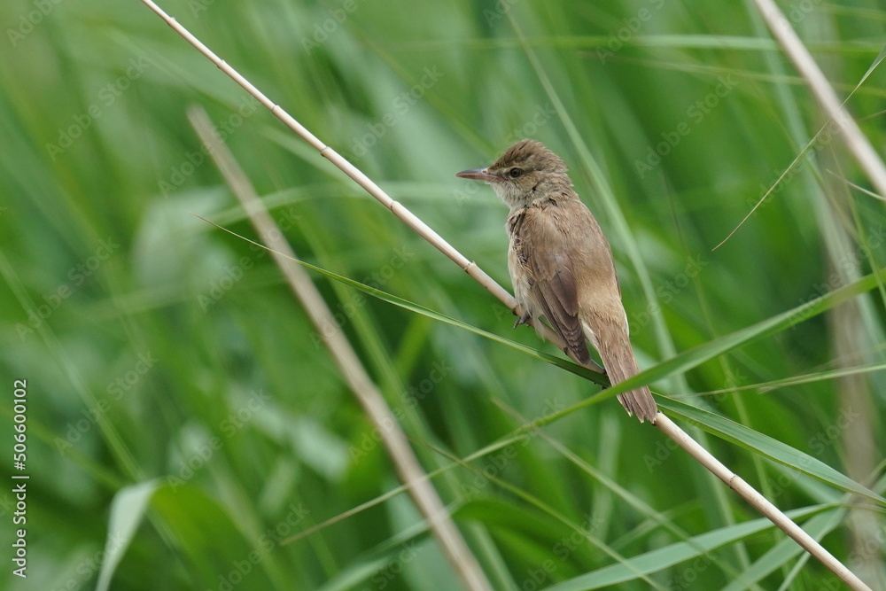 oriental reed warbler in a reed field oriental reed warbler in a reed field
