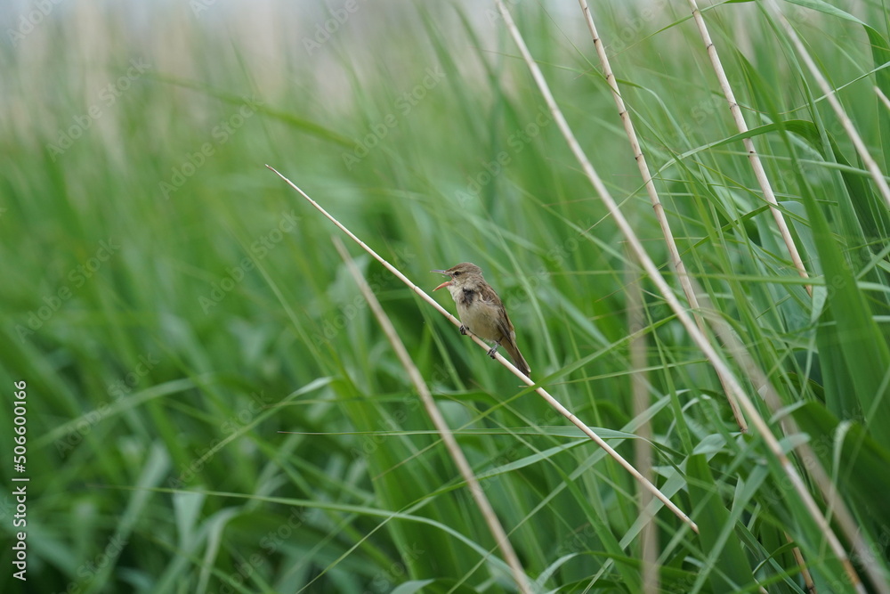 oriental reed warbler in a reed field