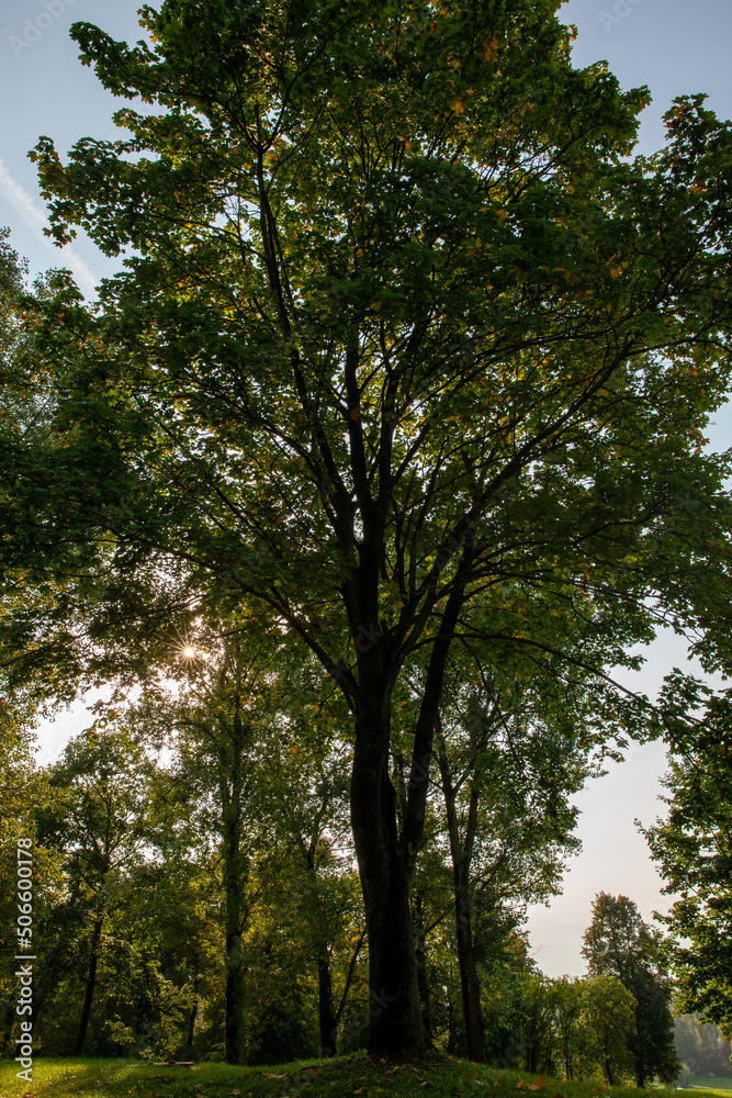 deciduous trees growing in the park in the summer deciduous trees growing in the park in the summer