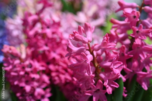 Hyacinth blossom. Close-up purple or lilac hyacinthus flowers