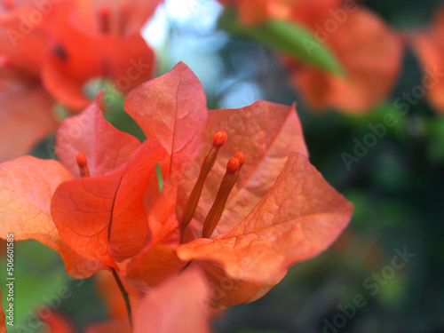 The orange bougainvillea plant is blooming profusely in the garden
