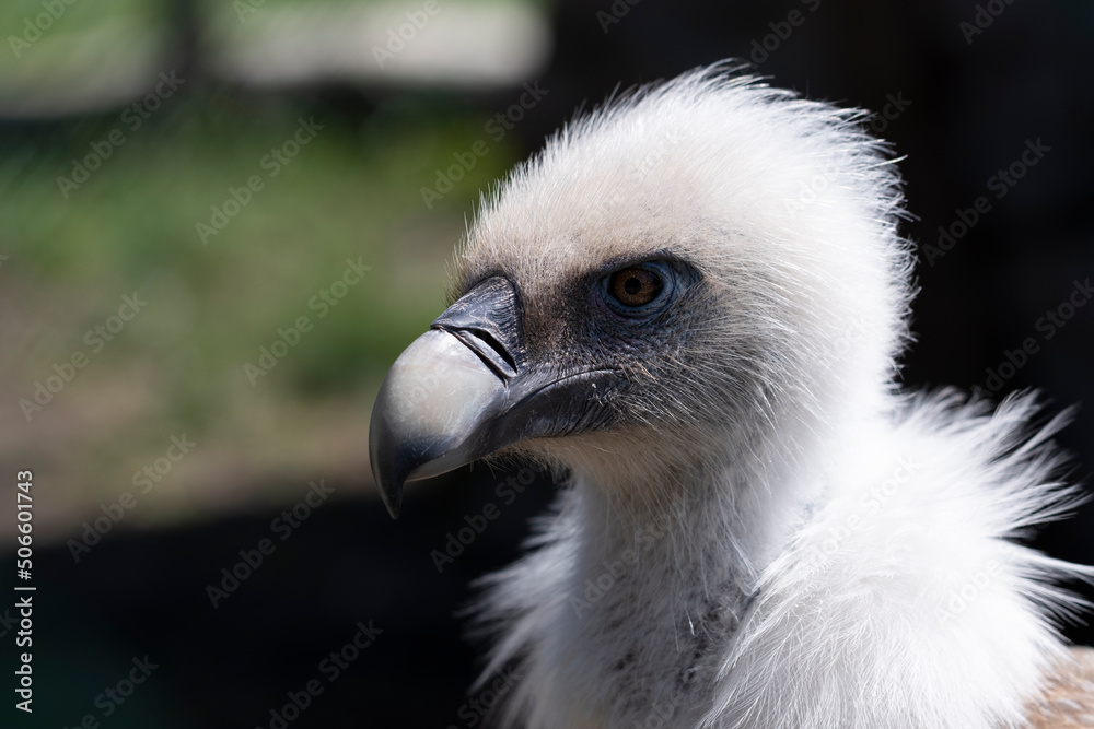 Head of griffon vulture close-up in profile with beak. Exotic bird Gyps fulvus. Head of griffon vulture close-up in profile with beak. Exotic bird Gyps fulvus.