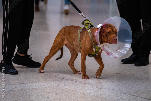 brown dog with cone with blood on #1