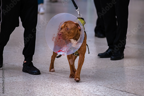 brown dog with cone with blood on #2
