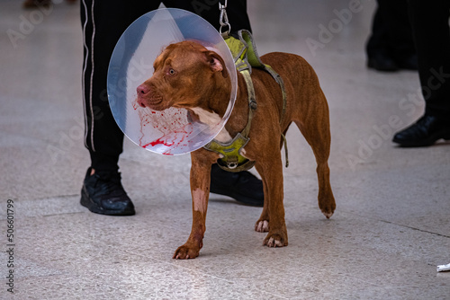 brown dog with cone with blood on #3