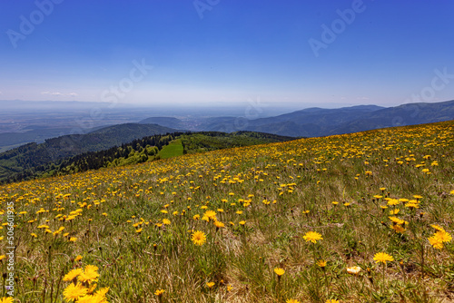 blumenwiese petit ballon photo