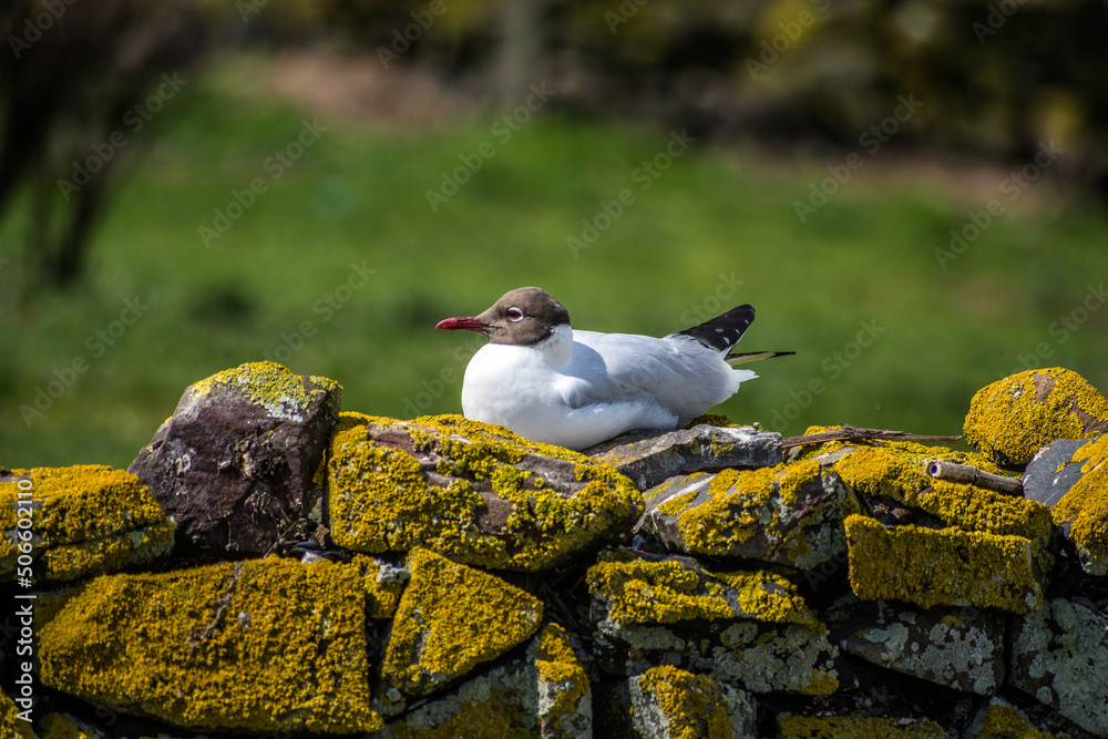 Fototapeta premium Black headed gull in summer plumage.