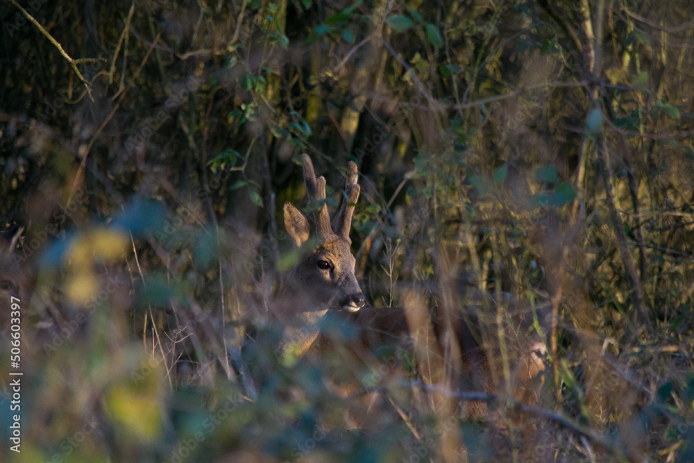 Obraz premium Chevreuil