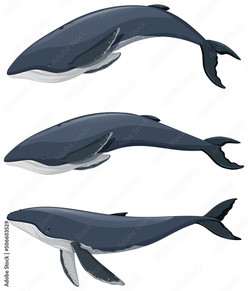 Set of humpback whale cartoon on white background Stock Vector | Adobe Stock