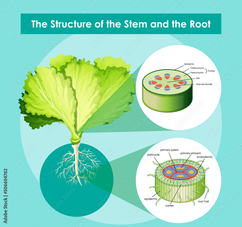 Diagram showing the structure of the stem and the root Stock Vector