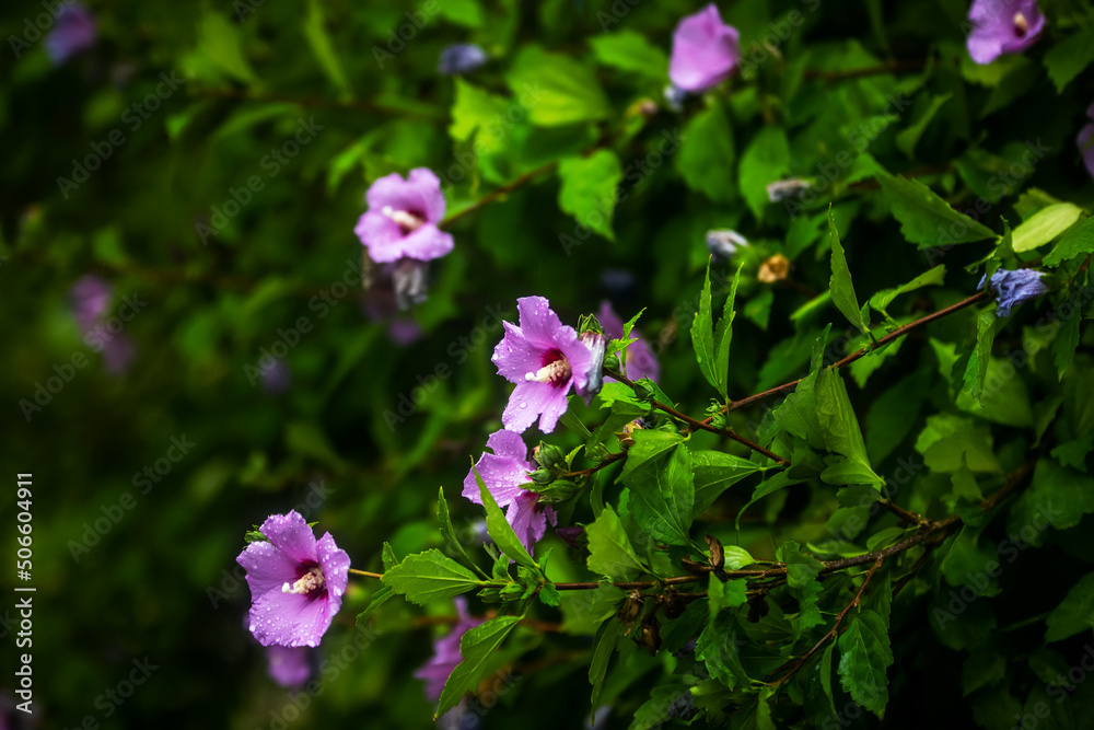 Floral background