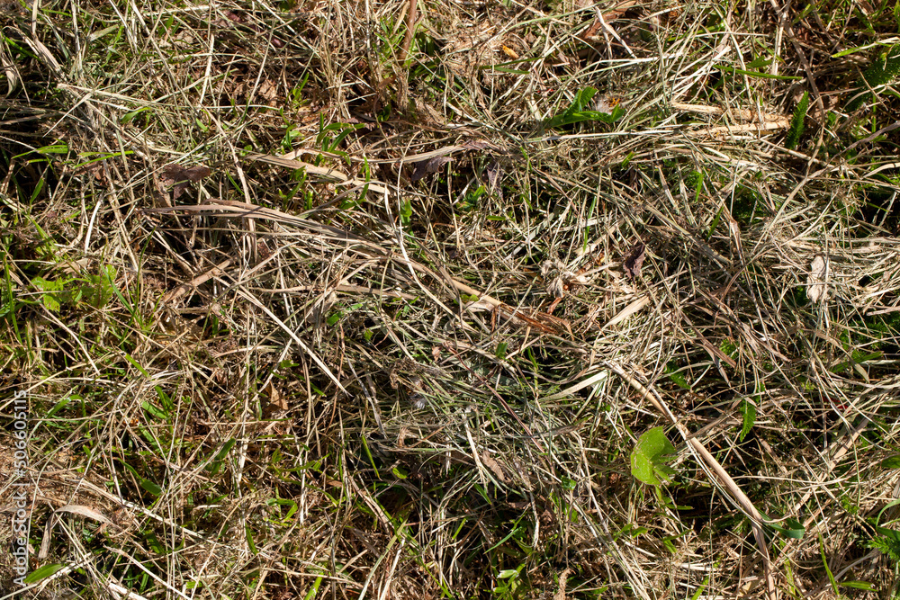 sluggish and dried grass during the harvesting of hay for agriculture sluggish and dried grass during the harvesting of hay for agriculture