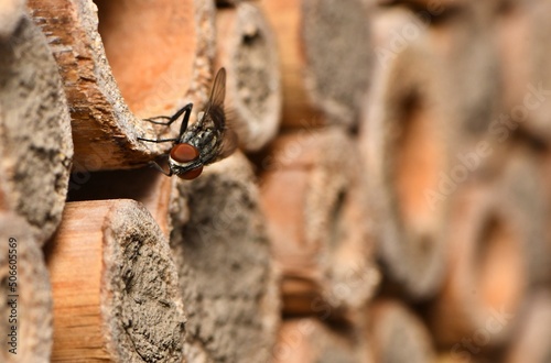 Niewielka pasożytnicza muchówka (Amobia sp.) z rodziny Sarcophagidae jest stałym bywalcem pomocy gniazdowych photo